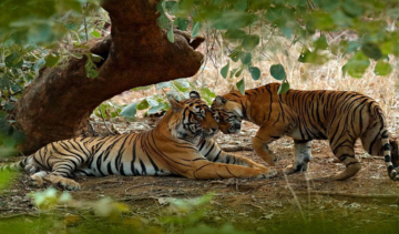 Kaziranga